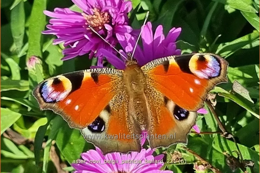 Aster novi-belgii 'Patricia Ballard'