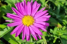 Aster novi-belgii 'Patricia Ballard'