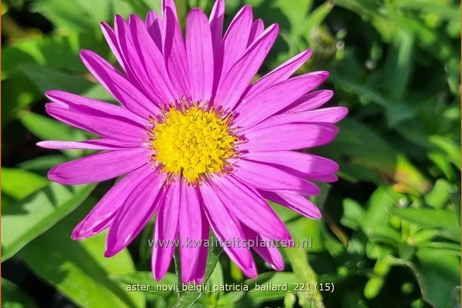 Aster novi-belgii 'Patricia Ballard'