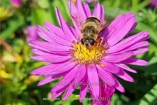 Aster novi-belgii 'Patricia Ballard'