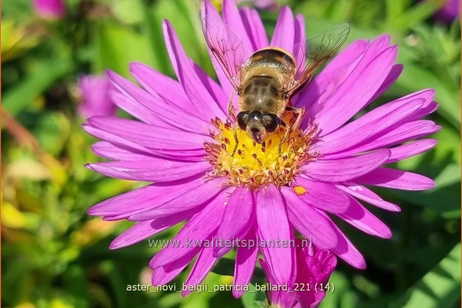 Aster novi-belgii 'Patricia Ballard'
