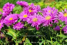Aster novi-belgii 'Patricia Ballard'