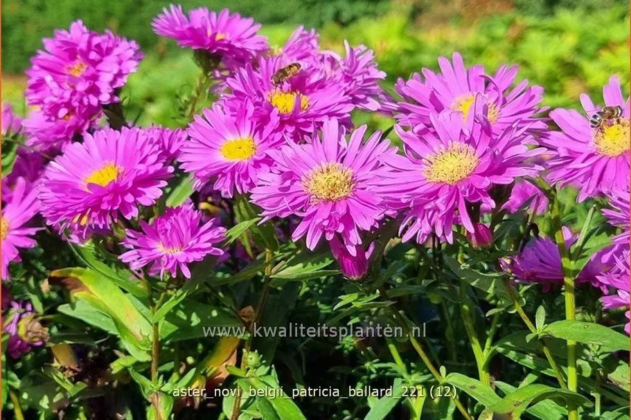 Aster novi-belgii 'Patricia Ballard'