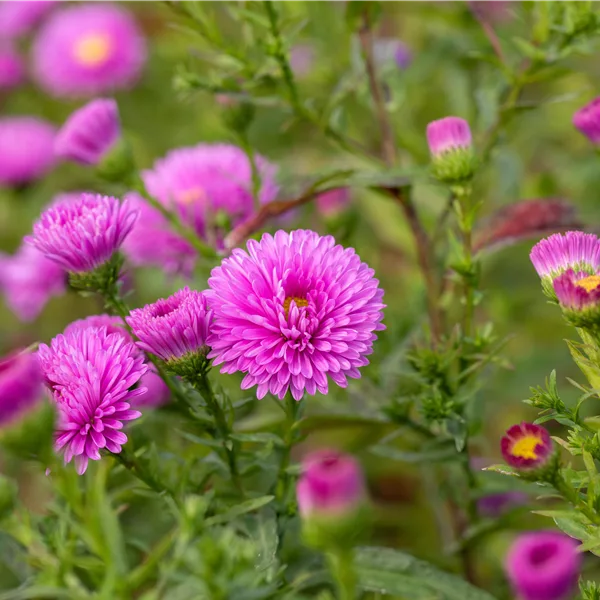Aster novi-belgii 'Patricia Ballard'