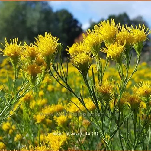 Aster linosyris