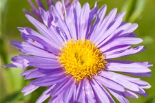 Aster alpinus