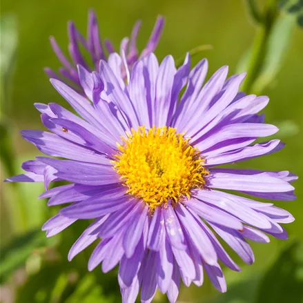 Aster alpinus