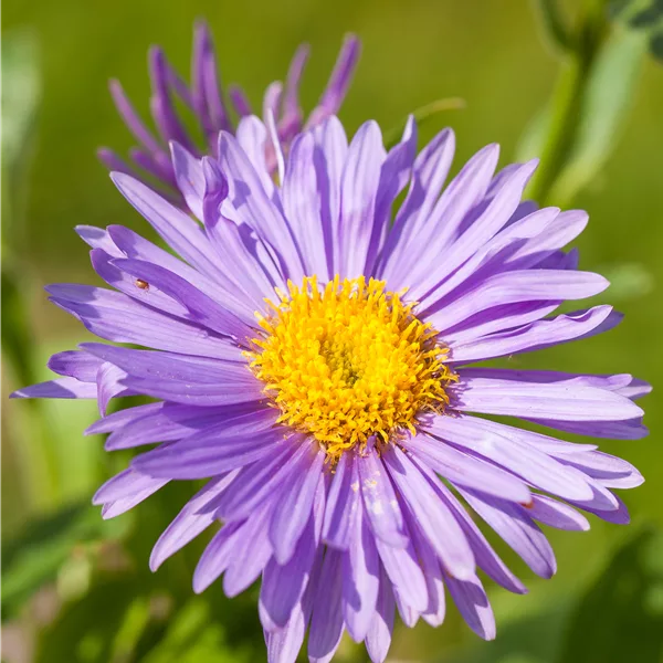 Aster alpinus
