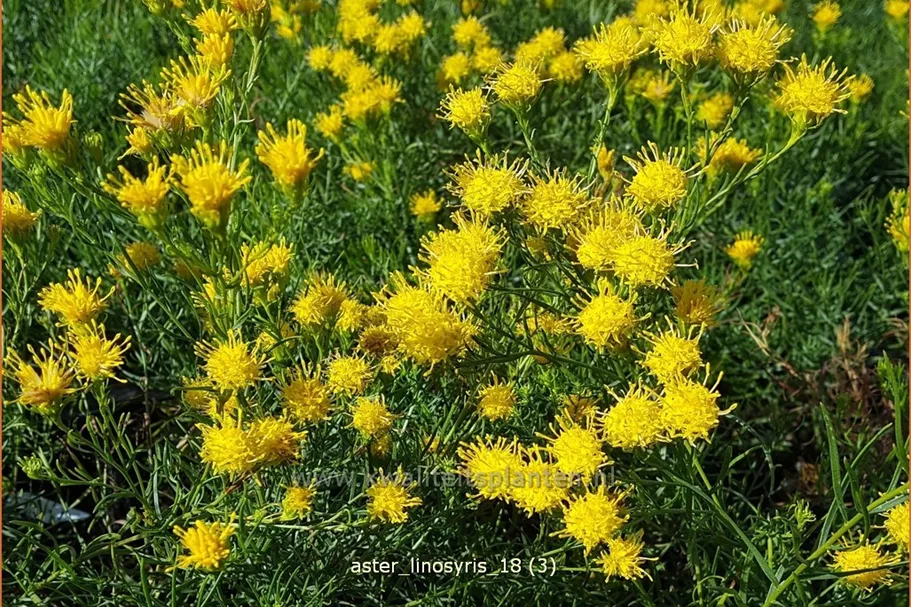Aster linosyris