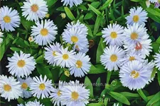 Aster novi-belgii 'Porzellan'