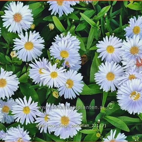 Aster novi-belgii 'Porzellan'
