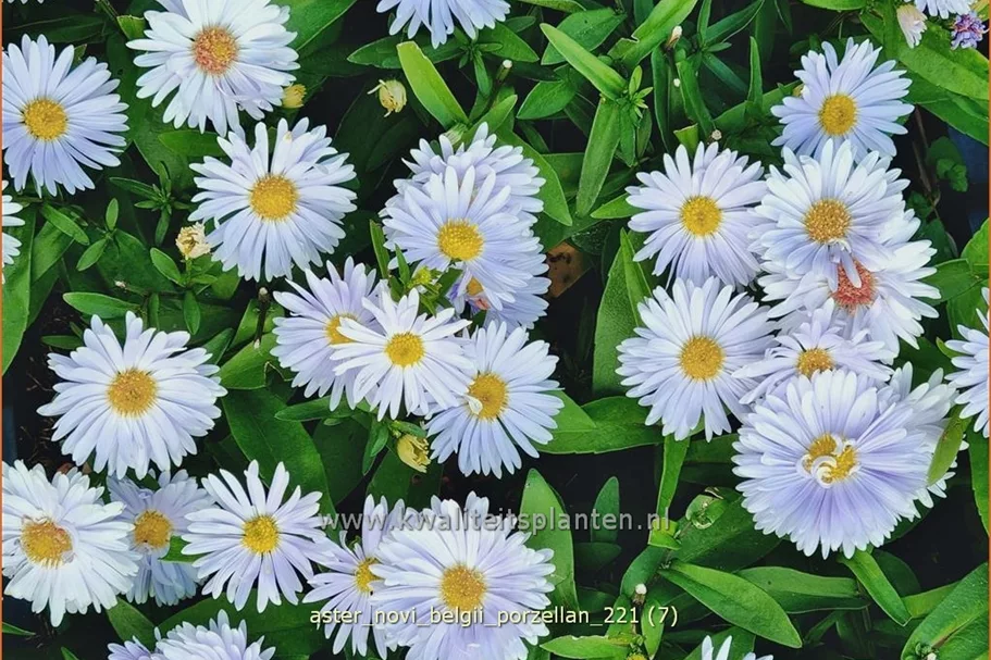 Aster novi-belgii 'Porzellan'