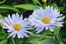 Aster novi-belgii 'Porzellan'