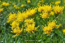 Aster linosyris