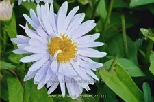 Aster novi-belgii 'Porzellan'