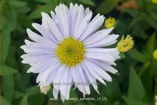 Aster novi-belgii 'Porzellan'