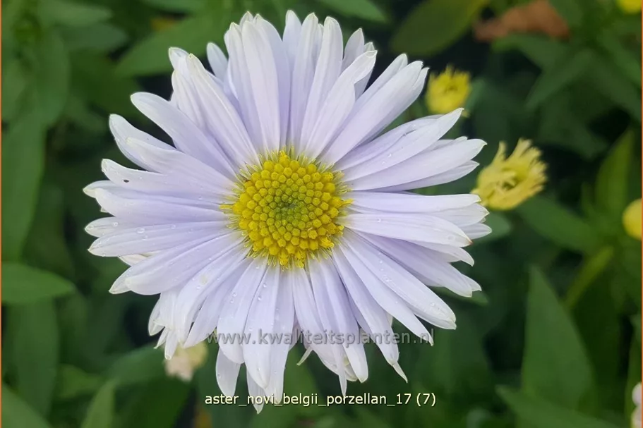 Aster novi-belgii 'Porzellan'
