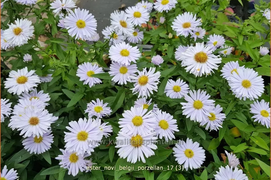 Aster novi-belgii 'Porzellan'
