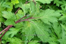 Artemisia lactiflora 'Jim Russell'