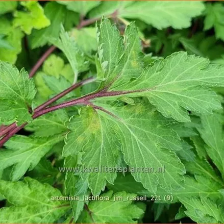 Artemisia lactiflora 'Jim Russell'