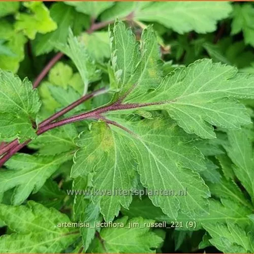 Artemisia lactiflora 'Jim Russell'