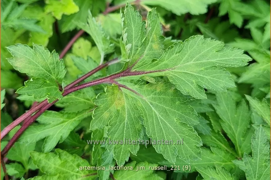 Artemisia lactiflora 'Jim Russell'
