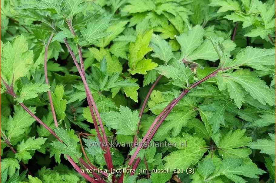 Artemisia lactiflora 'Jim Russell'