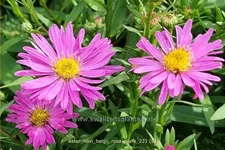 Aster novi-belgii 'Rosa Perle'