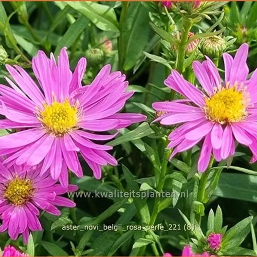 Aster novi-belgii 'Rosa Perle'