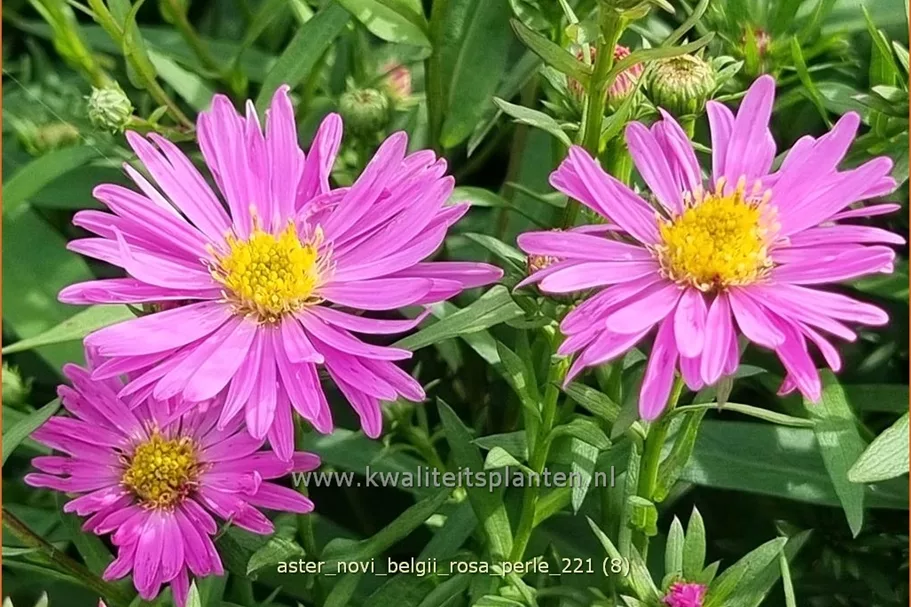Aster novi-belgii 'Rosa Perle'