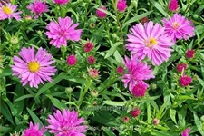 Aster novi-belgii 'Rosa Perle'