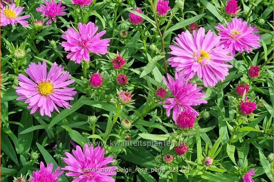 Aster novi-belgii 'Rosa Perle'