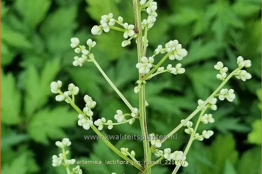 Artemisia lactiflora 'Jim Russell'