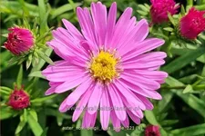 Aster novi-belgii 'Rosa Perle'