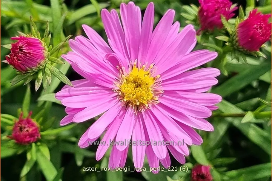 Aster novi-belgii 'Rosa Perle'