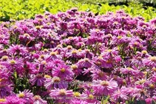 Aster novi-belgii 'Rosa Perle'