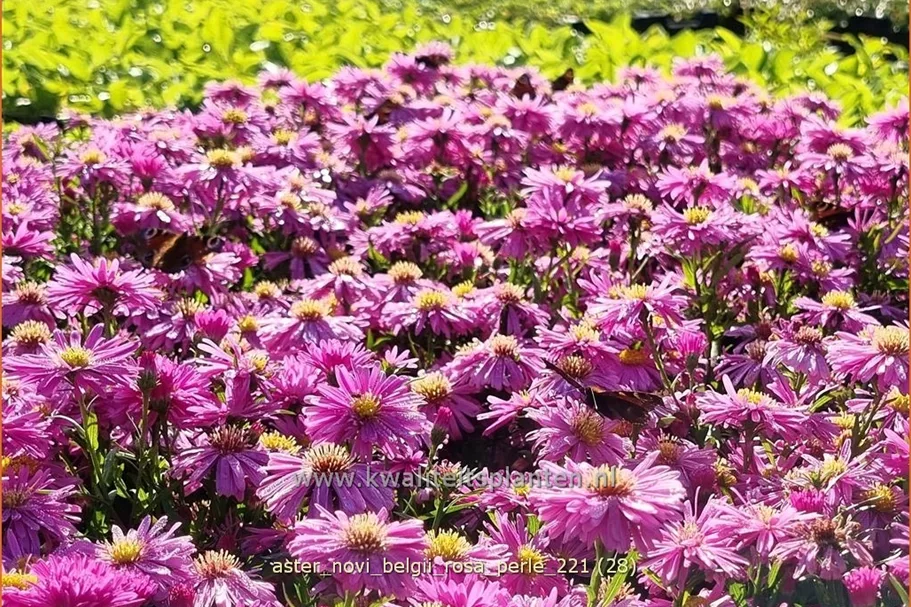 Aster novi-belgii 'Rosa Perle'