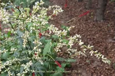 Artemisia lactiflora 'Jim Russell'