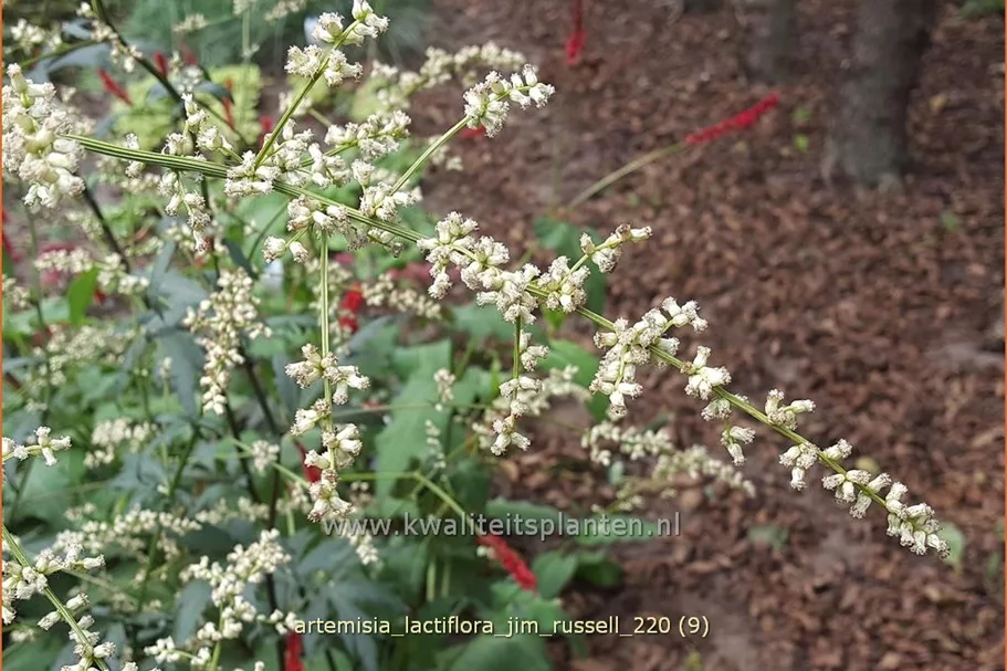 Artemisia lactiflora 'Jim Russell'