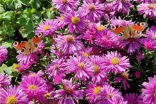 Aster novi-belgii 'Rosa Perle'
