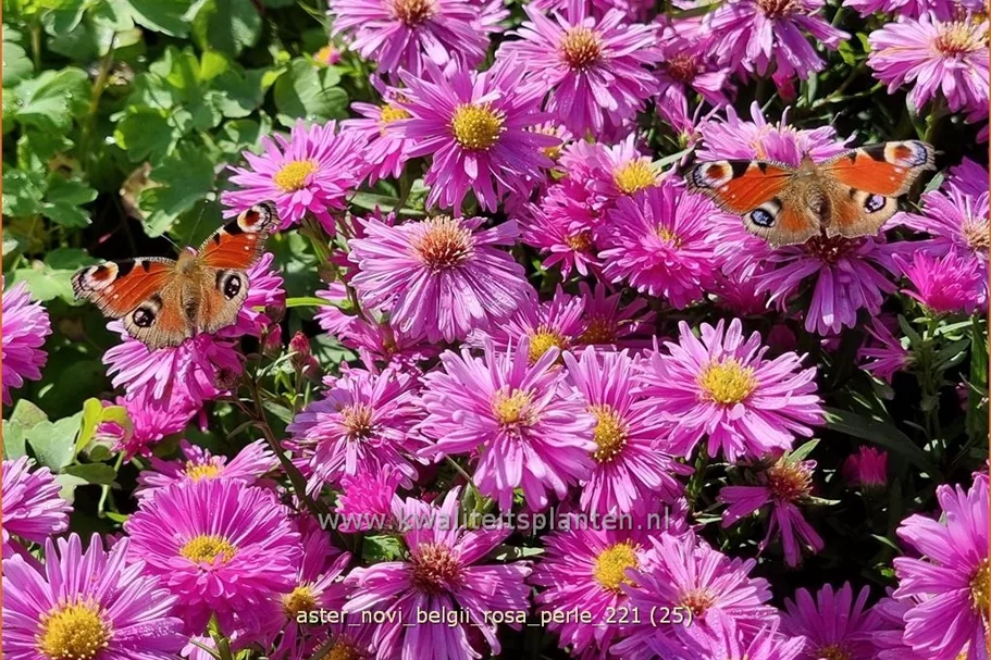 Aster novi-belgii 'Rosa Perle'