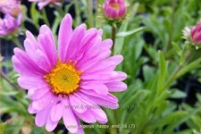 Aster alpinus 'Happy End'