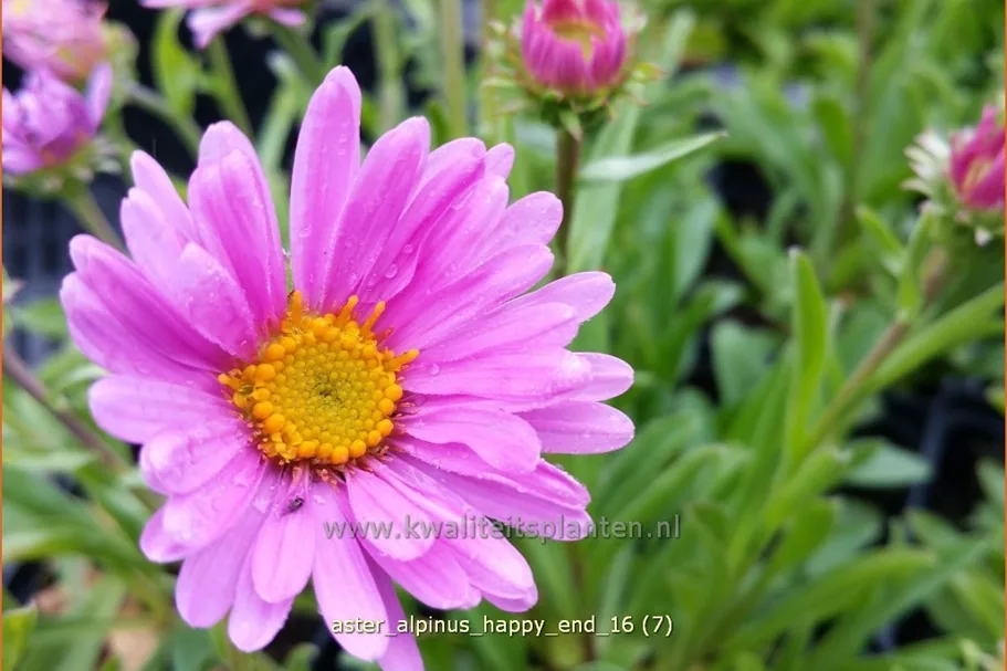 Aster alpinus 'Happy End'