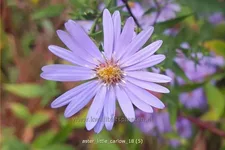 Aster cordifolius 'Little Carlow'