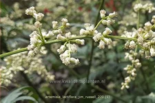 Artemisia lactiflora 'Jim Russell'