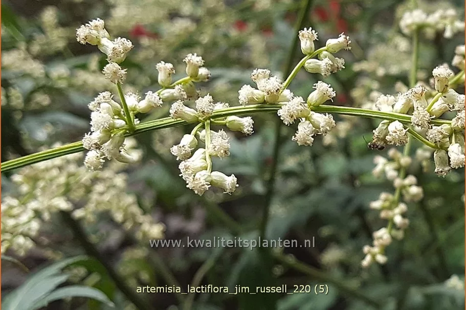 Artemisia lactiflora 'Jim Russell'
