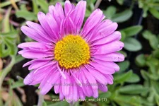 Aster alpinus 'Happy End'