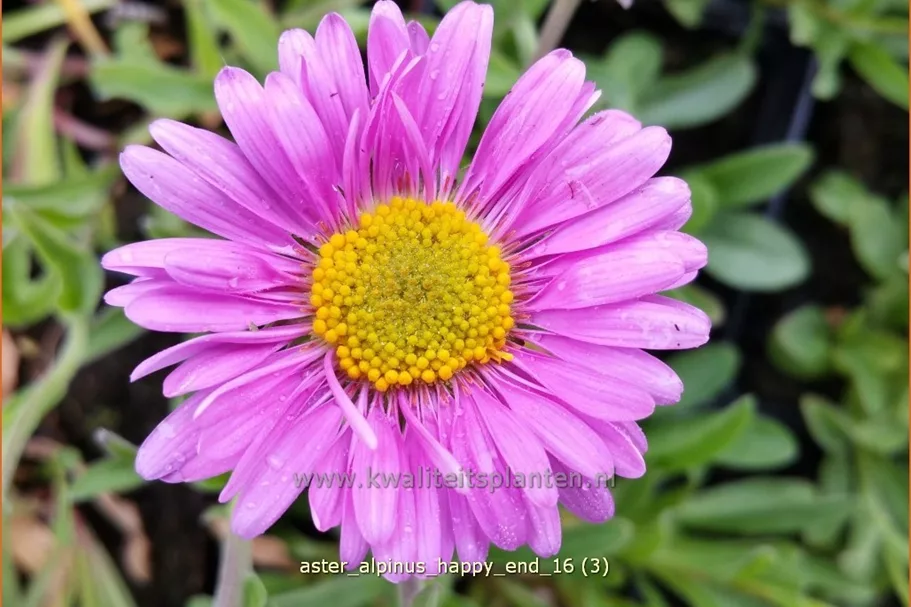 Aster alpinus 'Happy End'