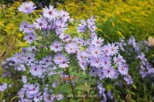 Aster cordifolius 'Little Carlow'