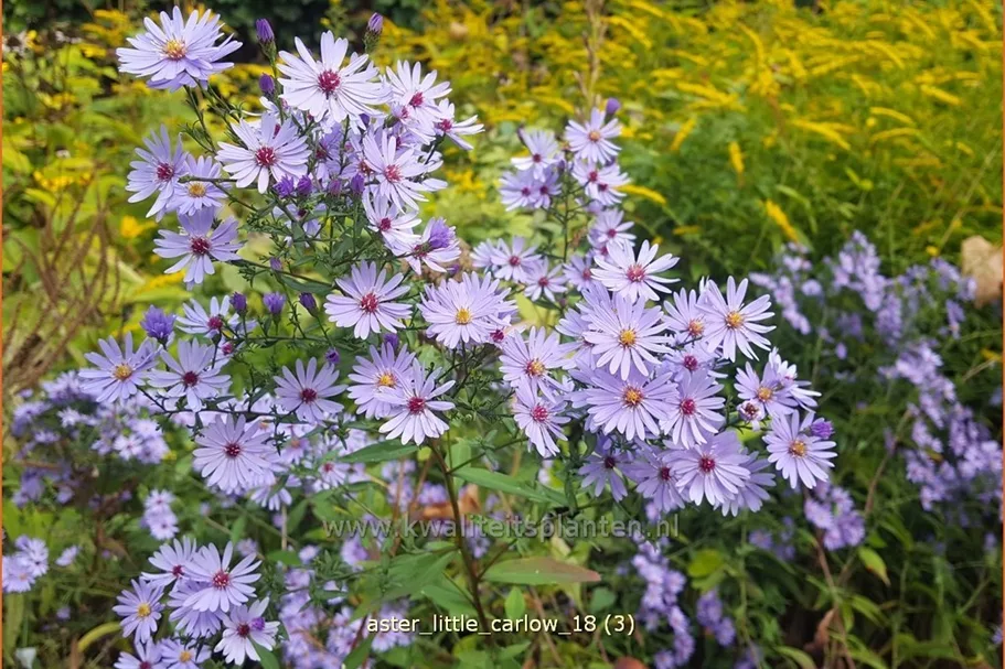 Aster cordifolius 'Little Carlow'